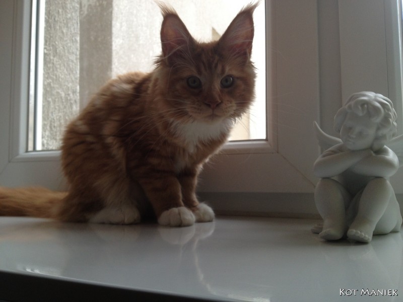 Cherubinek