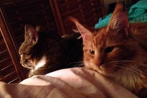 Profil Tygrysa
